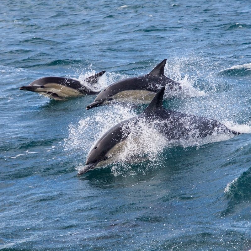 Dauphins, baleines, cachalots, une demi-journée en bateau à la recherche des cétacés • GED-Excursions - Tarif ADULTE