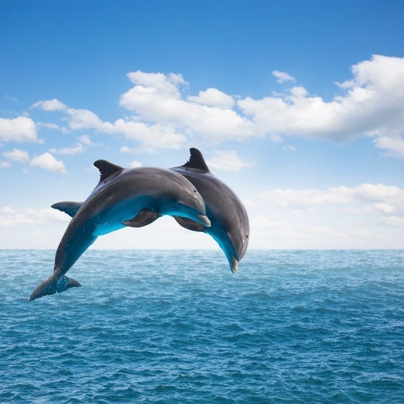 Dauphins, baleines, cachalots, une demi-journée en bateau • GED-Excursions