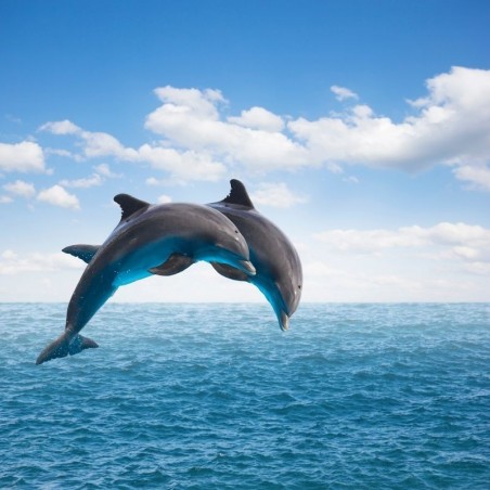 Dauphins, baleines, cachalots, une demi-journée en bateau à la recherche des cétacés •...