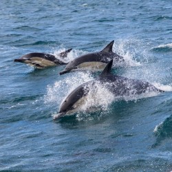 copy of Dauphins, baleines, cachalots, une demi-journée en bateau à la recherche des cétacés • GED-Excursions - Tarif ENFANT