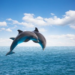 copy of Dauphins, baleines, cachalots, une demi-journée en bateau à la recherche des cétacés • GED-Excursions - Tarif ENFANT