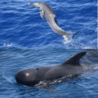 Admirez les dauphins en pleine mer, sortie bateau pour voir les cétacés • GED-Excursions