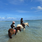 Balade à cheval • Découvrez la Guadeloupe autrement avec KARUKERA HORSES
