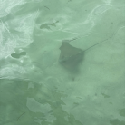 Excursion bateau - Grand Cul-de-Sac Marin - Mangrove, îlet Caret, îlet La Biche - Repas et boisson inclus – ONE LOVE EXCURSION