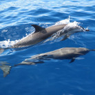 Admirez les dauphins en pleine mer, sortie bateau pour voir les cétacés • GED-Excursions