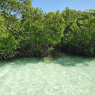 Excursion bateau - Grand Cul-de-Sac Marin - Mangrove, îlet Caret, îlet La Biche - Repas et boisson inclus – ONE LOVE EXCURSION