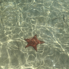 Excursion bateau - Grand Cul-de-Sac Marin - Mangrove, îlet Caret, îlet La Biche - Repas et boisson inclus – ONE LOVE EXCURSION